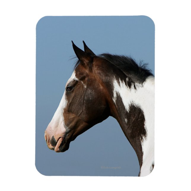 Paint Horse Headshot 1 Magnet (Vertical)