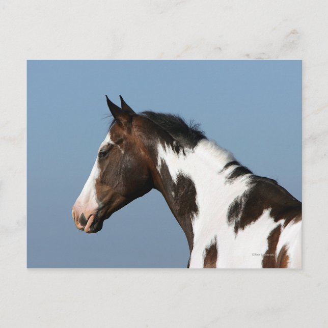 Paint Horse Headshot 1 Postcard (Front)