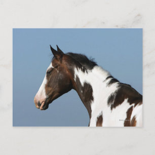 Paint Horse Headshot 1 Postcard