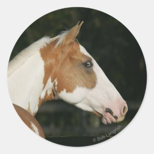 Paint Horse Headshot 2 Classic Round Sticker