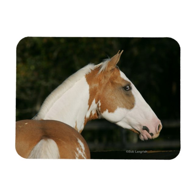 Paint Horse Headshot 2 Magnet (Horizontal)