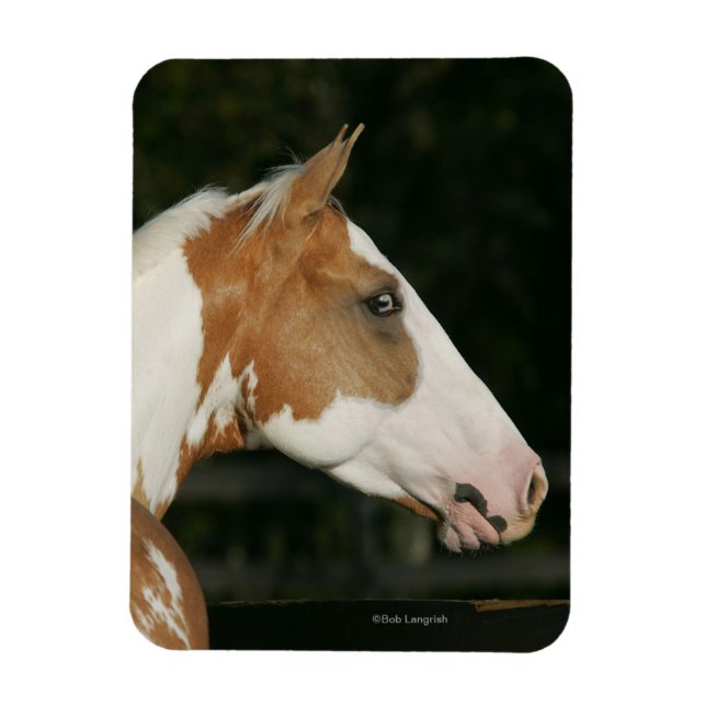 Paint Horse Headshot 2 Magnet (Vertical)