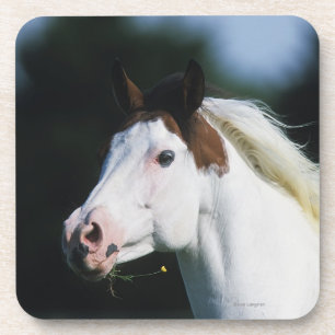Paint Horse Headshot 3 Coaster