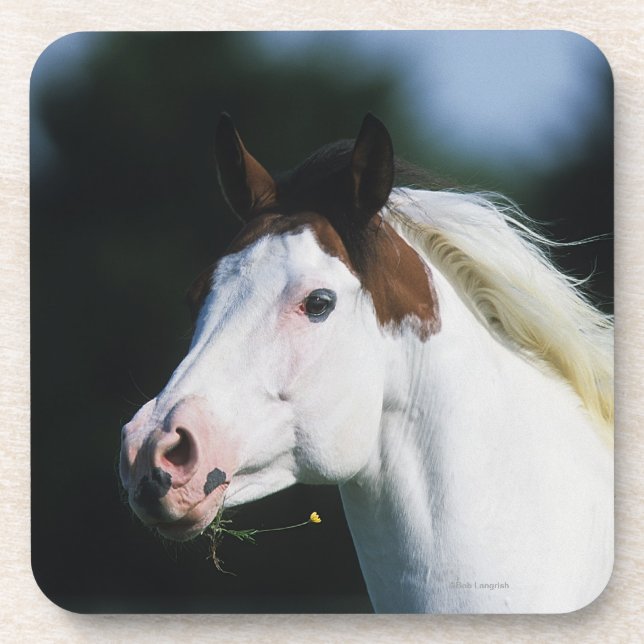 Paint Horse Headshot 3 Coaster (Front)