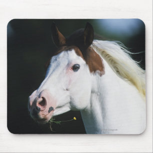 Paint Horse Headshot 3 Mouse Mat