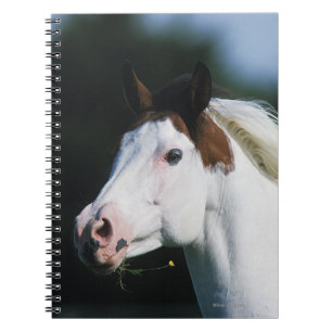 Paint Horse Headshot 3 Notebook