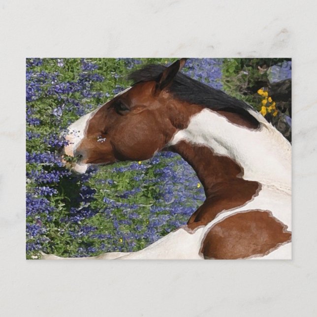 Paint Horse in Field of Wildflowers Postcard (Front)