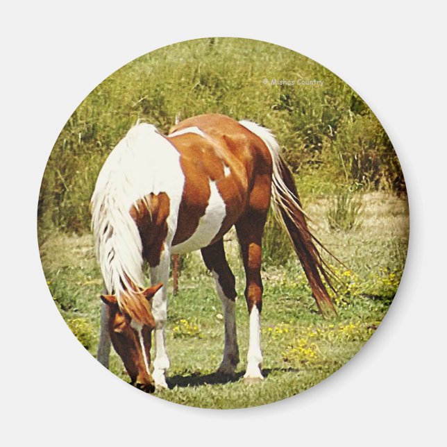 Paint Horse Magnet (Front)