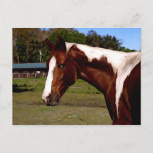 Paint Horse Portrait Artwork Oil Painting Postcard