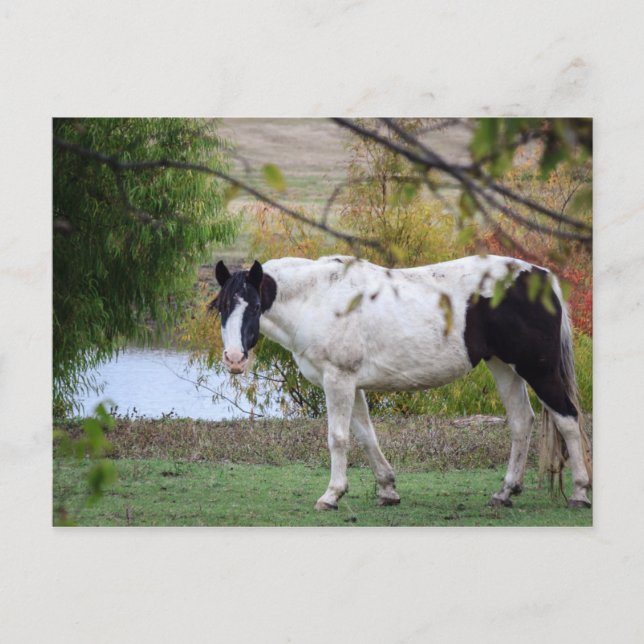 Paint Horse Postcard (Front)