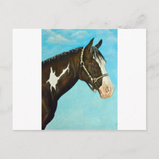 Paint Horse Postcard