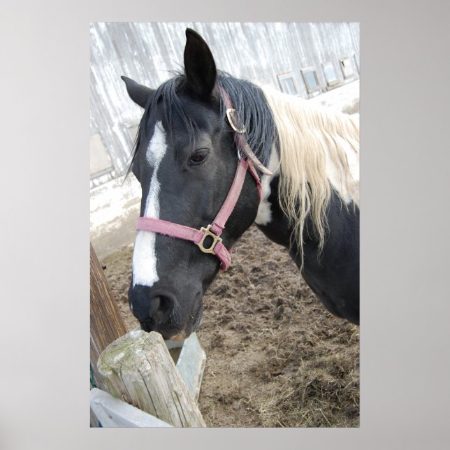 Paint Horse Poster (Front)