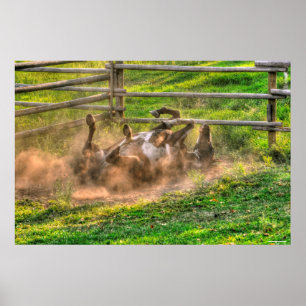 Paint Horse Rolling in Dust Funny Equine Photo Poster