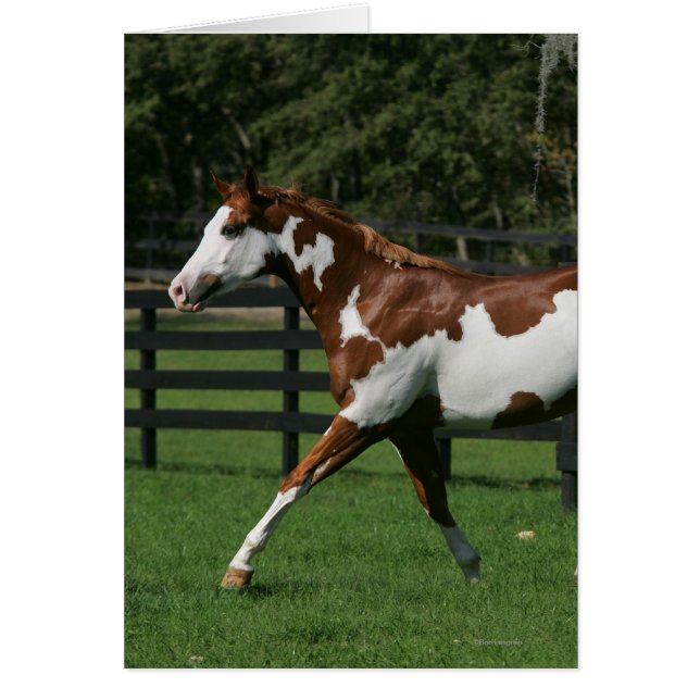 Paint Horse Running 1 (Front)