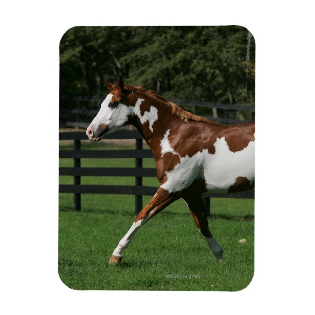 Paint Horse Running 1 Magnet (Vertical)