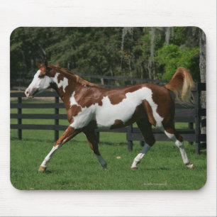 Paint Horse Running 1 Mouse Mat