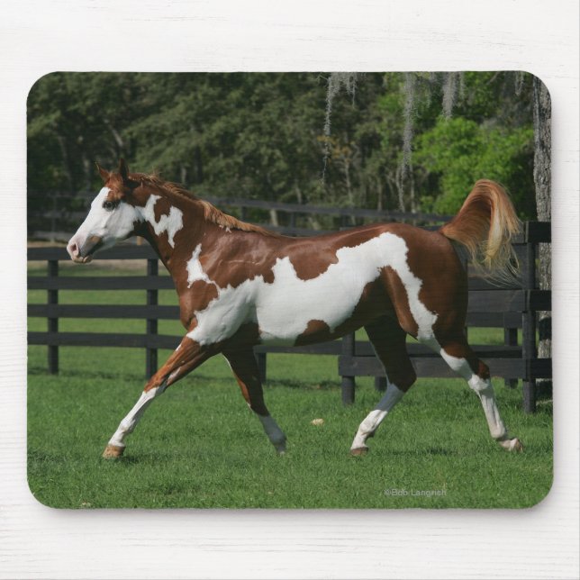 Paint Horse Running 1 Mouse Mat (Front)