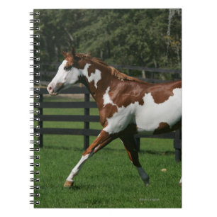 Paint Horse Running 1 Notebook