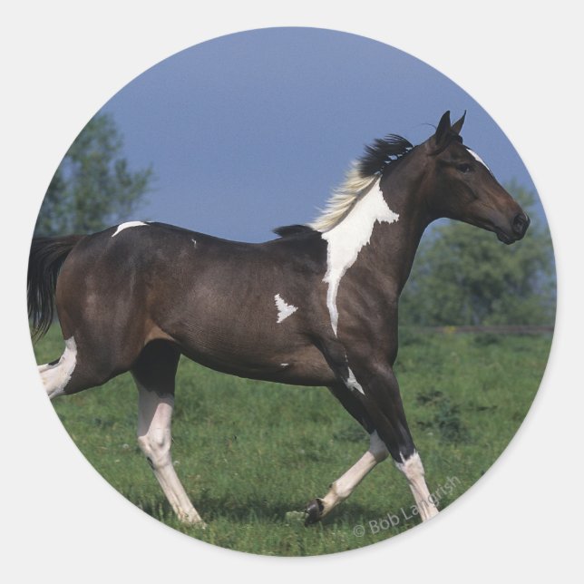 Paint Horse Running 2 Classic Round Sticker (Front)