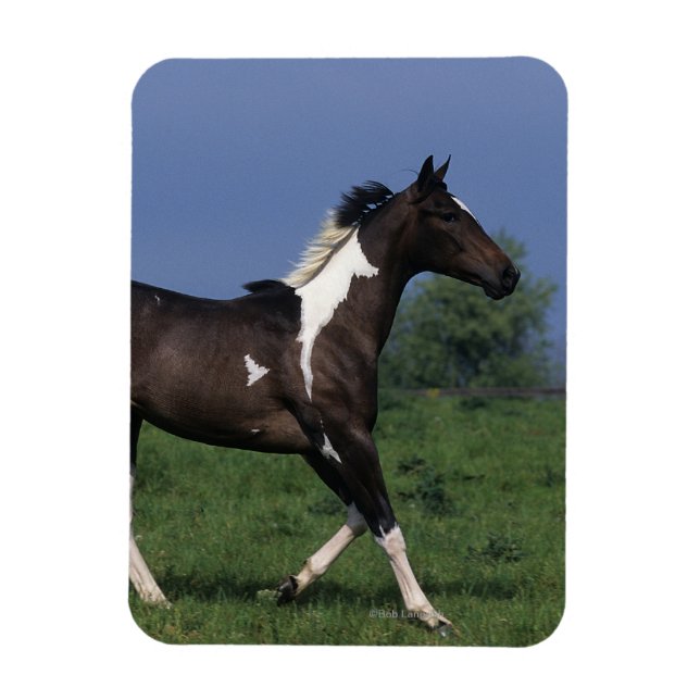 Paint Horse Running 2 Magnet (Vertical)