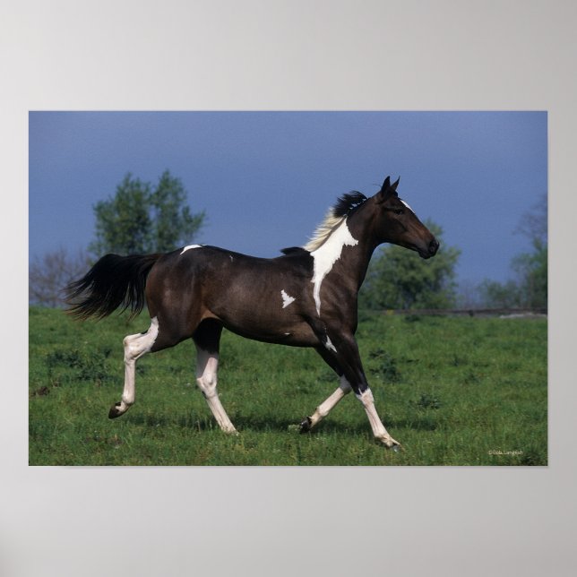 Paint Horse Running 2 Poster (Front)