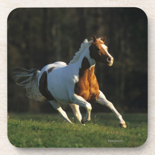 Paint Horse Running Fast Coaster