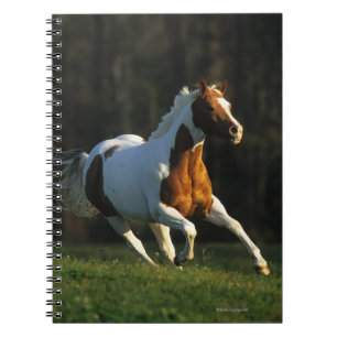 Paint Horse Running Fast Notebook