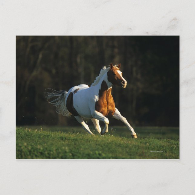 Paint Horse Running Fast Postcard (Front)