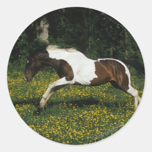 Paint Horse Running in Field of Flowers Classic Round Sticker