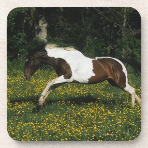 Paint Horse Running in Field of Flowers Coaster