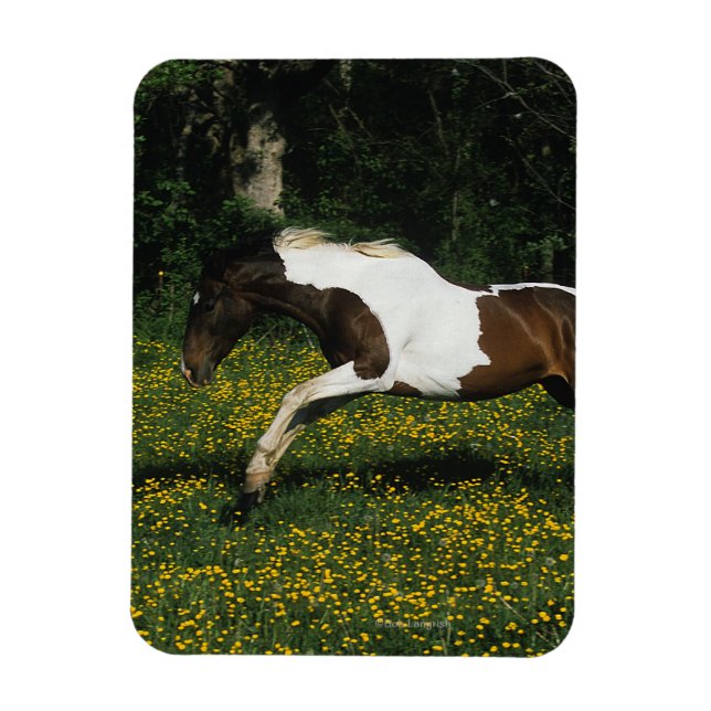 Paint Horse Running in Field of Flowers Magnet (Vertical)