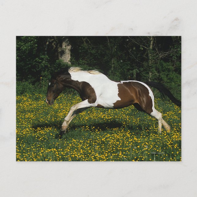 Paint Horse Running in Field of Flowers Postcard (Front)