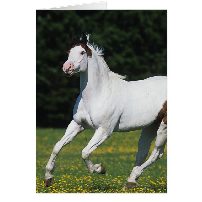 Paint Horse Running in Grassy Field (Front)