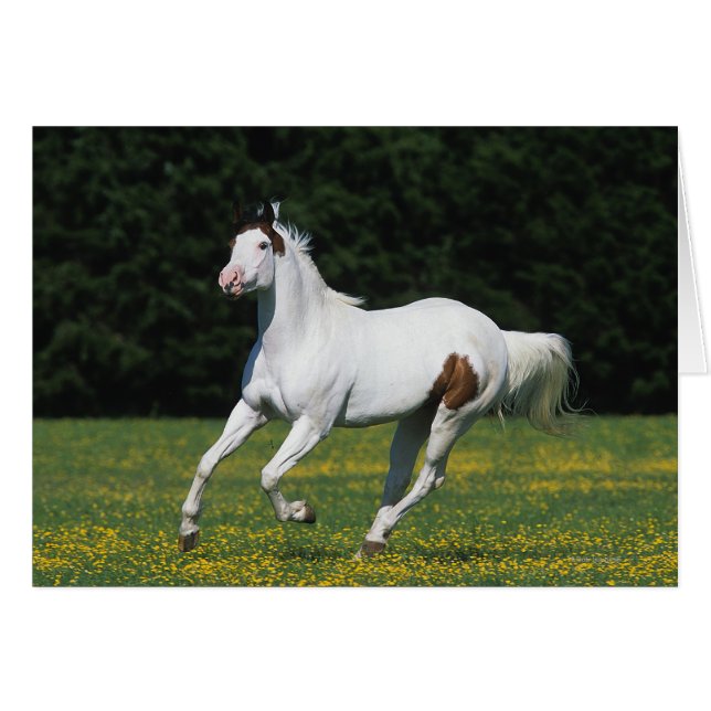 Paint Horse Running in Grassy Field (Front Horizontal)