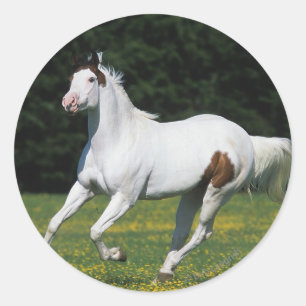 Paint Horse Running in Grassy Field Classic Round Sticker