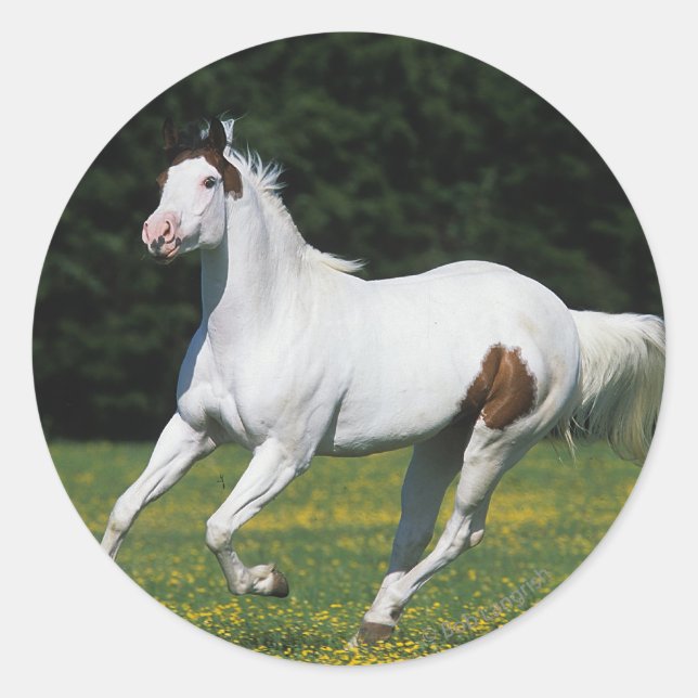 Paint Horse Running in Grassy Field Classic Round Sticker (Front)