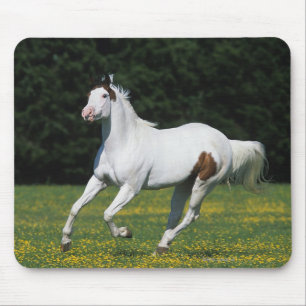 Paint Horse Running in Grassy Field Mouse Mat