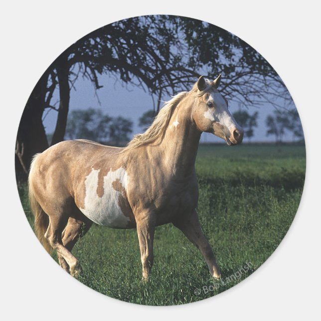 Paint Horse Standing 2 Classic Round Sticker (Front)