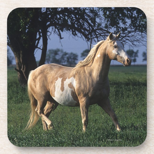 Paint Horse Standing 2 Coaster (Front)