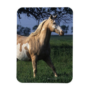 Paint Horse Standing 2 Magnet