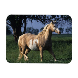 Paint Horse Standing 2 Magnet