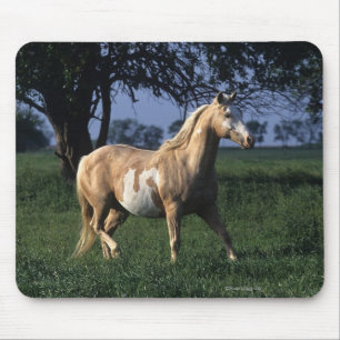 Paint Horse Standing 2 Mouse Mat