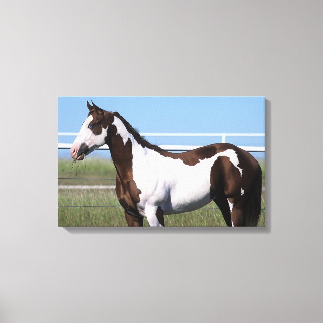 Paint Horse Standing Canvas Print (Front)