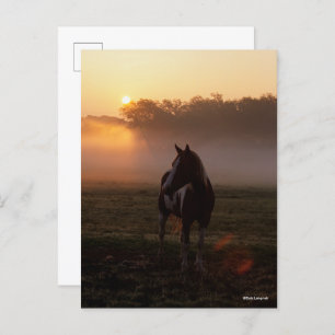 Paint Horse Standing In Mist At Sunrise Postcard