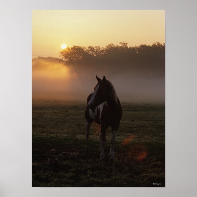 Paint Horse Standing In Mist At Sunrise Poster (Front)