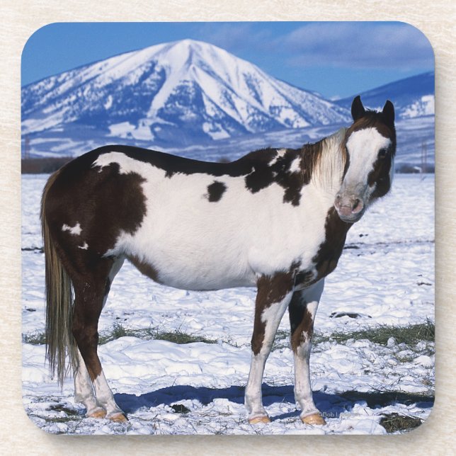 Paint Horse Standing in the Snow Coaster (Front)