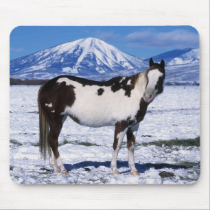 Paint Horse Standing in the Snow Mouse Mat
