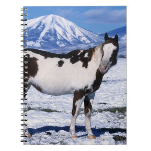Paint Horse Standing in the Snow Notebook