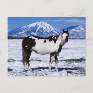 Paint Horse Standing in the Snow Postcard