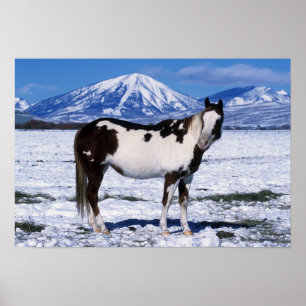 Paint Horse Standing in the Snow Poster